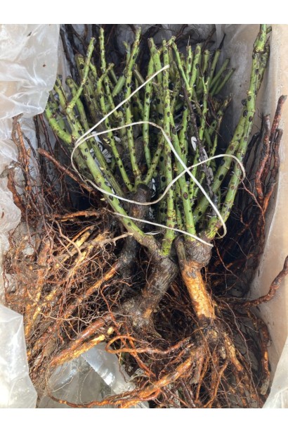 троянди Ювілей Кордеса - саджанці  з голим коренем